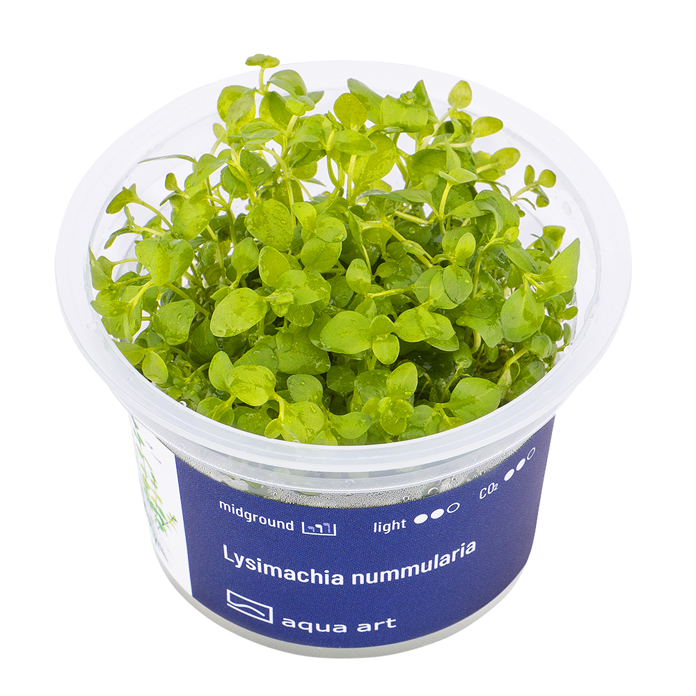 Biljka Lysimachia parvifolia in vitro